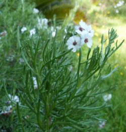 eriocephalus-africanus-fleurs-Domaine-du-Rayol3