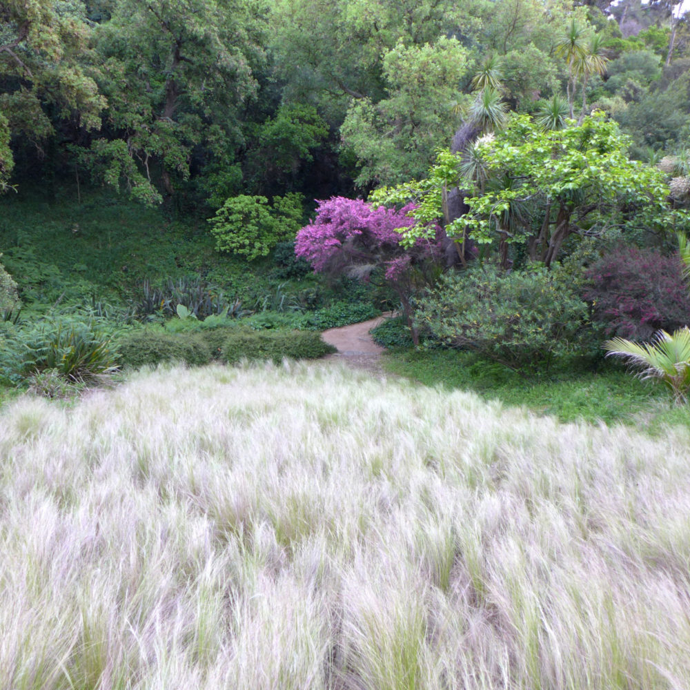 En ce moment au jardin : mai 2017