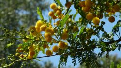 Acacia karroo domaine du rayol