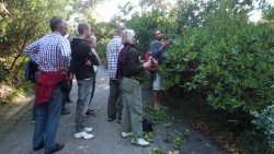 Ateliers-et-formations-La taille au jardin-domaine-du-rayol