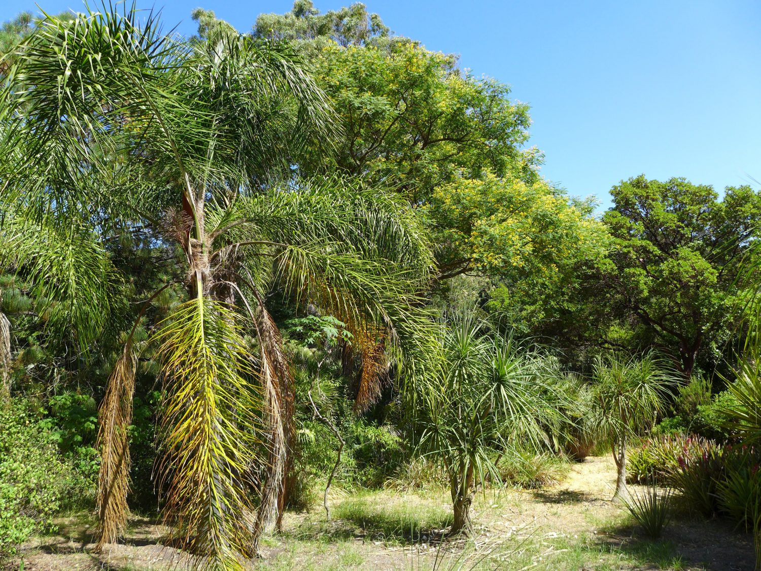 En ce moment au jardin : juin 2017