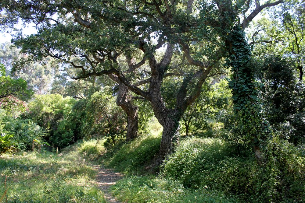 La plante du mois : Quercus suber