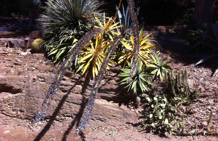 Agave horrida