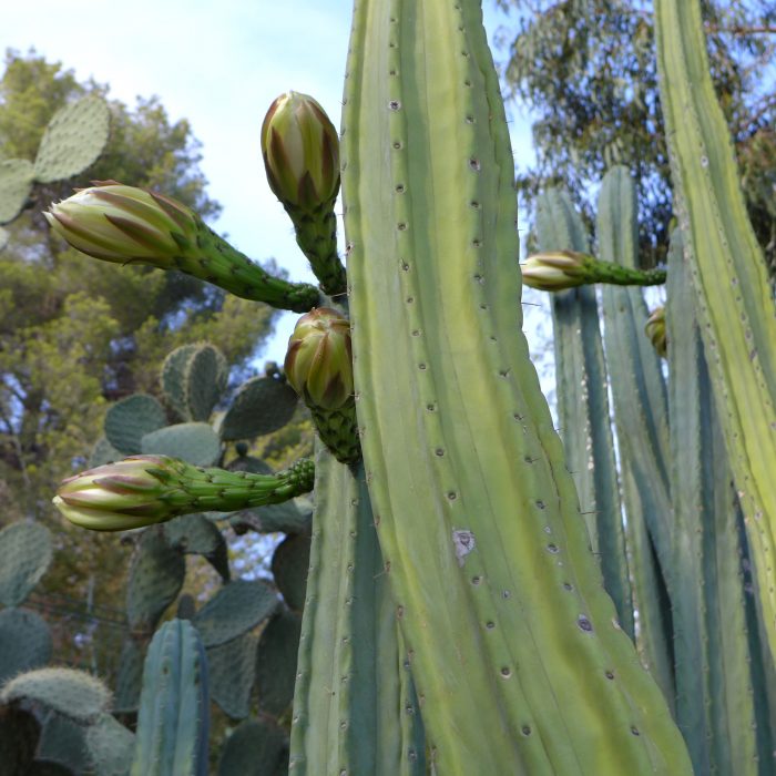 Fleurs de cactus