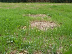 Les annuelles germent à nouveau