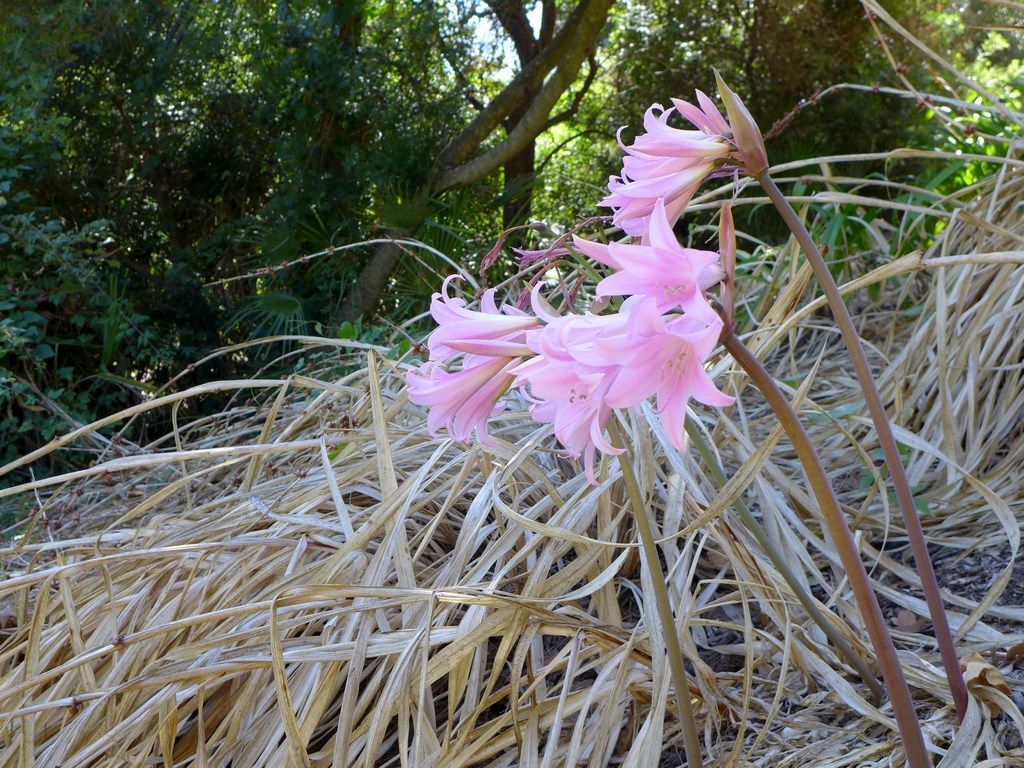 En ce moment au Jardin : les premières pluies