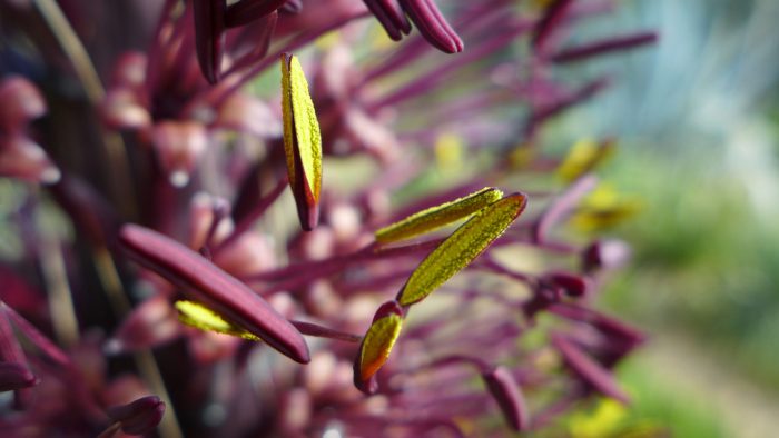 Agave sp. 1