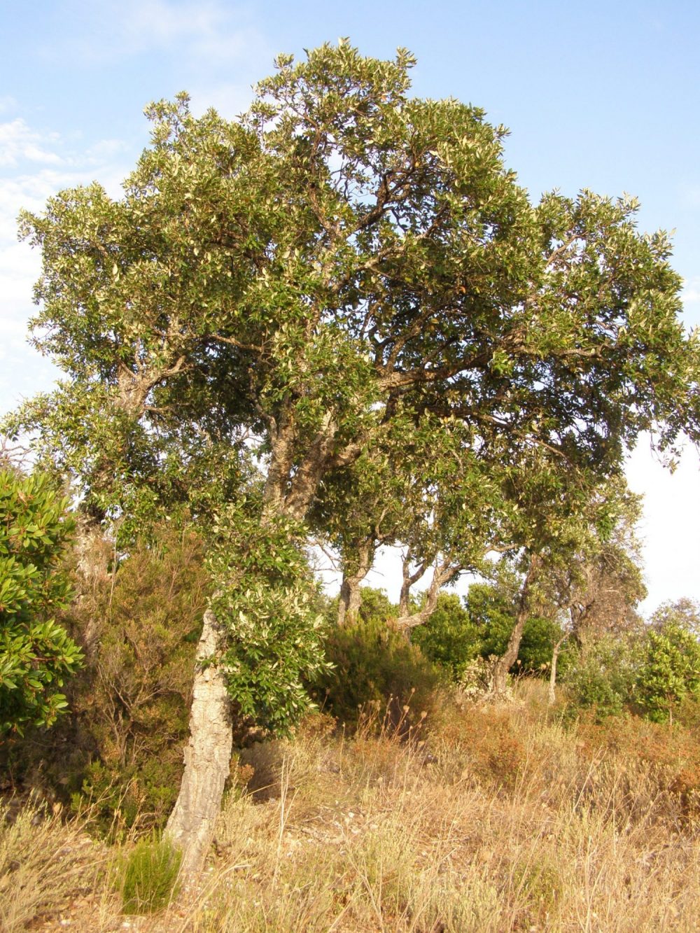 Quercus Suber Chene Liege Domaine Du Rayol