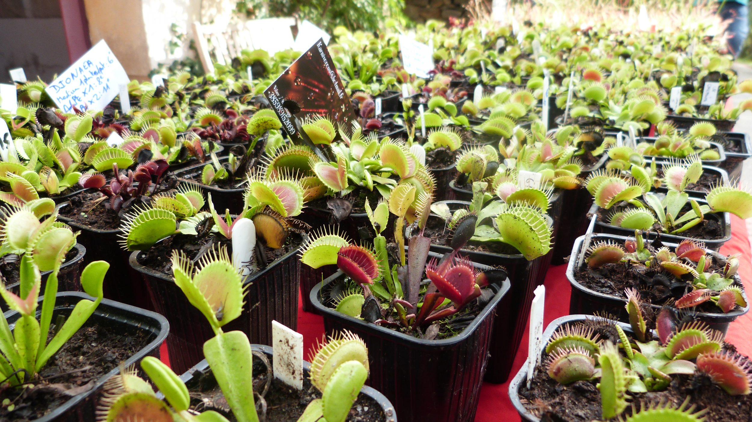 Retour sur Gondwana, la Fête des Plantes méditerranéennes