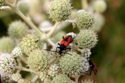 Éduquer à la nature avec les insectes