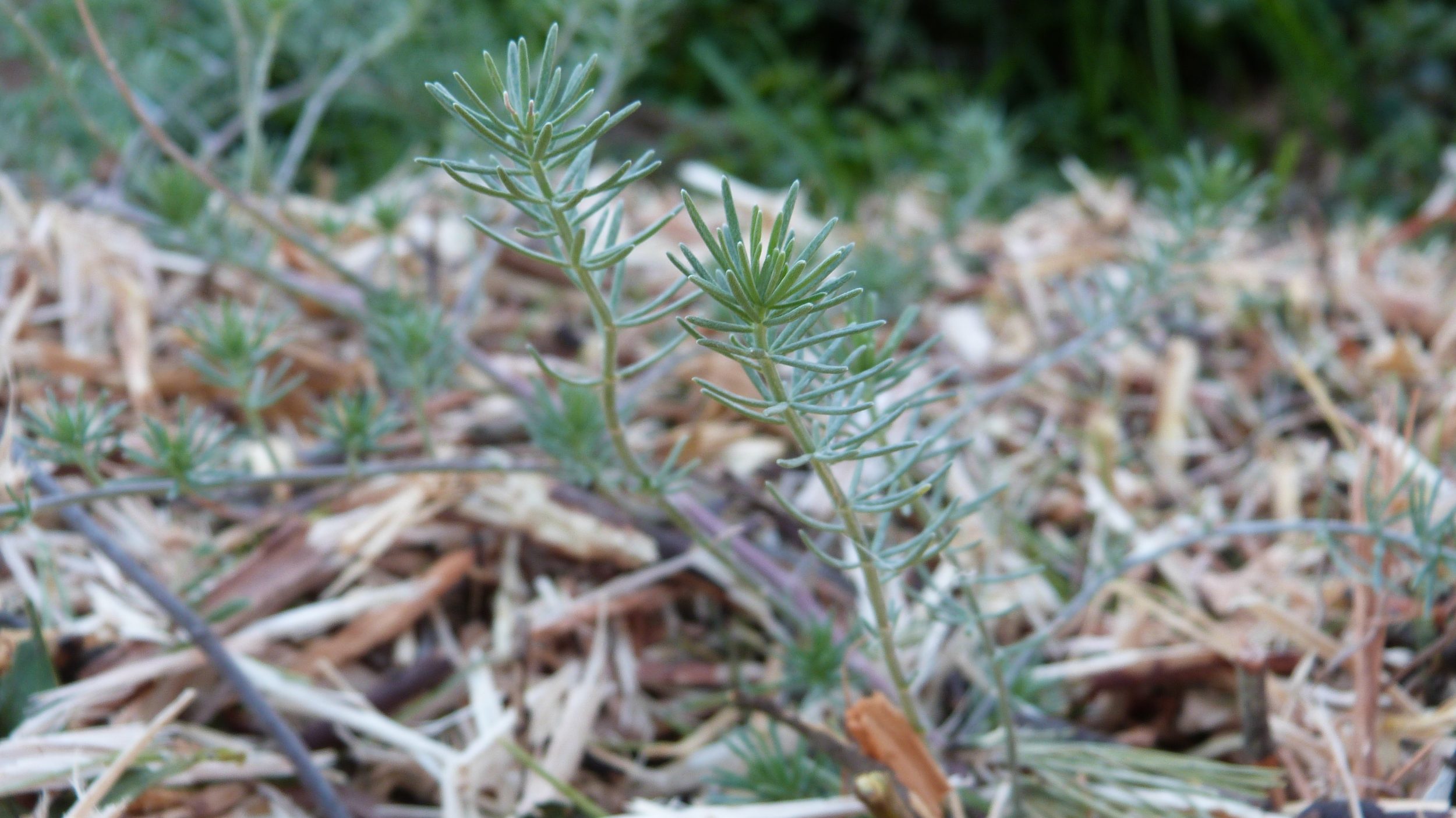 Le conseil des jardiniers : l’entretien des sols