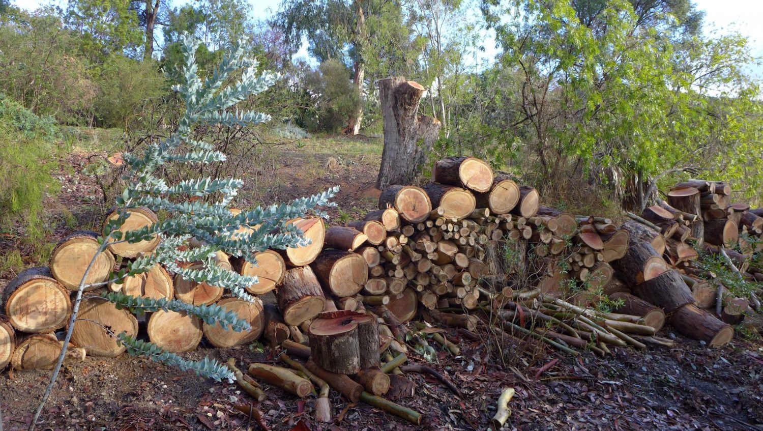 En ce moment au Jardin : les premières plantations