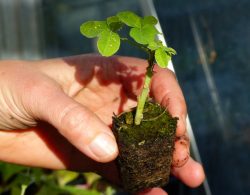Formation Semis et Bouturage