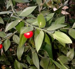 Ruscus acculatus