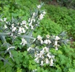 Colletia_paradoxa - fleurs