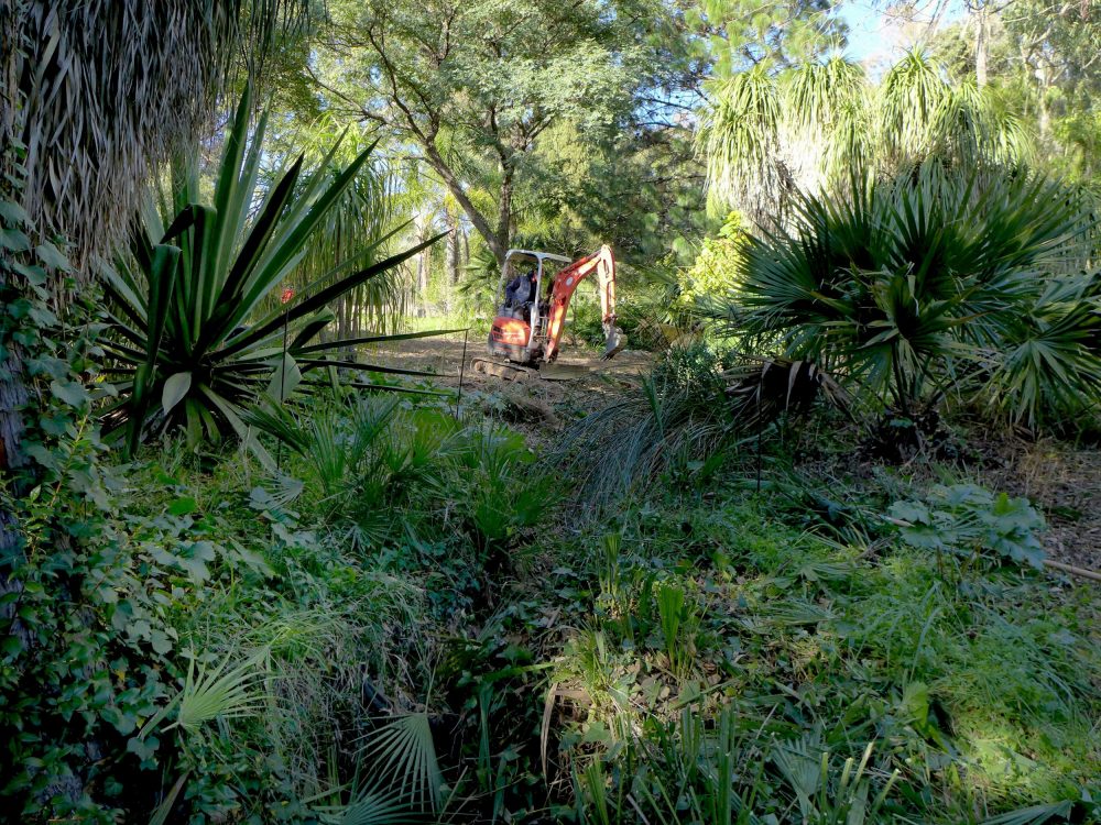 En ce moment au Jardin : poursuite des plantations et élagage