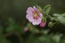 Cépée (en petit) Anisodontea scabrosa