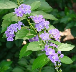 Duranta_erecta - fleurs