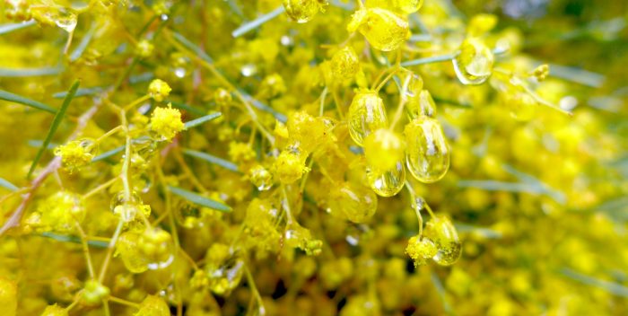 Actualité au Jardin