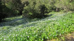 Prairie fleurie