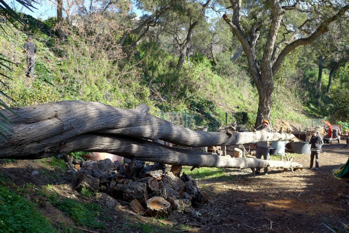 Un cyprès mort bientôt transformé en bancs