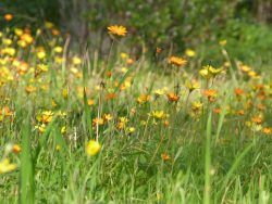 Tapis de Dimorphoteca sinuata dans le jardin d'Afrique du Sud