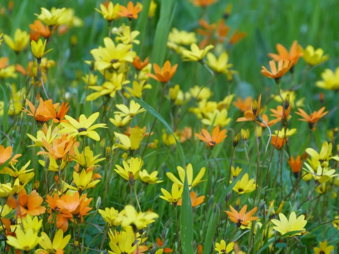 Tapis de Dimorphoteca sinuata dans le jardin d'Afrique du Sud