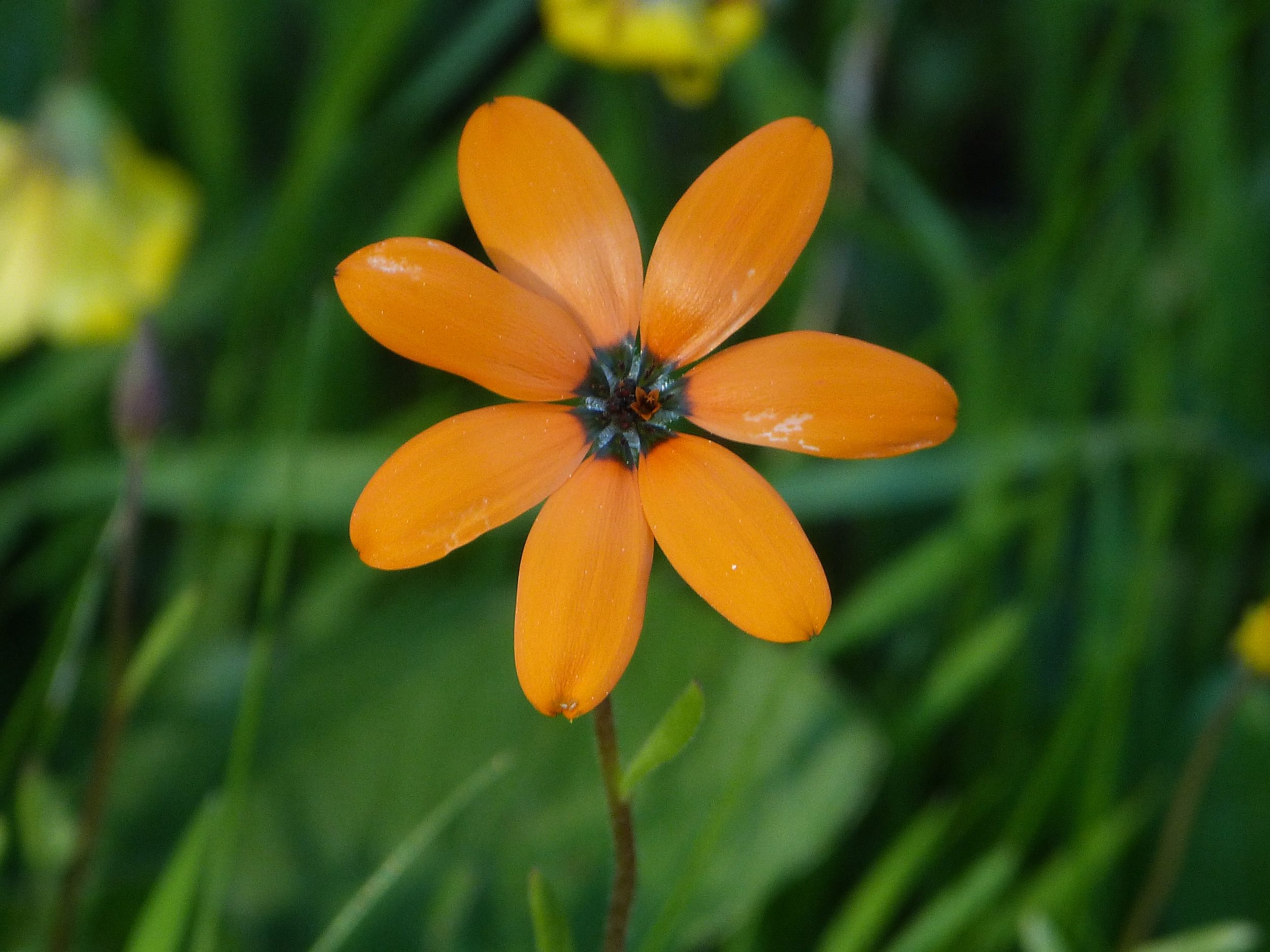 La plante du mois : Dimorphotheca sinuata