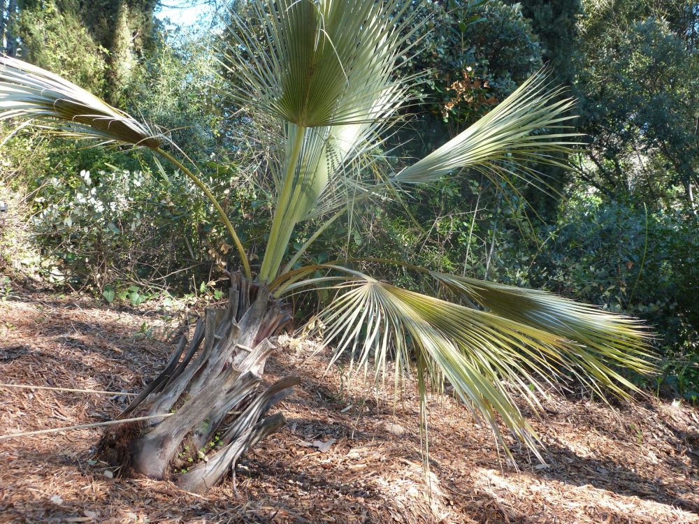 Le conseil des jardiniers : le paillage des sols