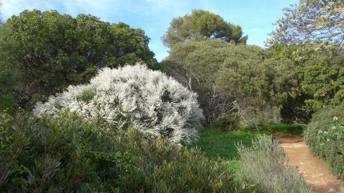 Le Retama monosperma, originaire des Canaries, se couvre de fleurs blanches très parfumées au printemps