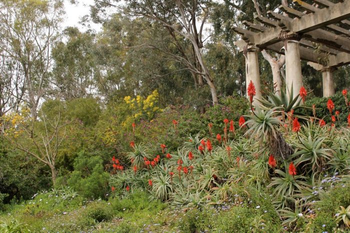 Les Aloe arborescens et leur floraison rouge flamboyante