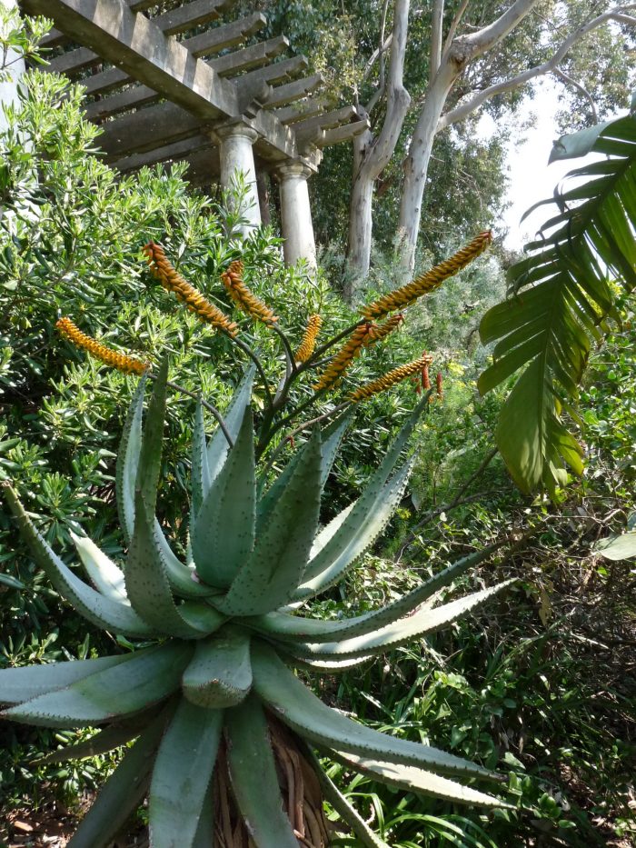 L’Aloe marlothii, originaire d’Afrique du Sud, est visible au pied de la Pergola