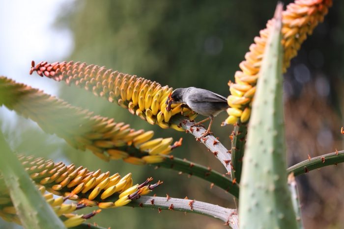Cette fauvette déguste le nectar de l’Aloe marlothii