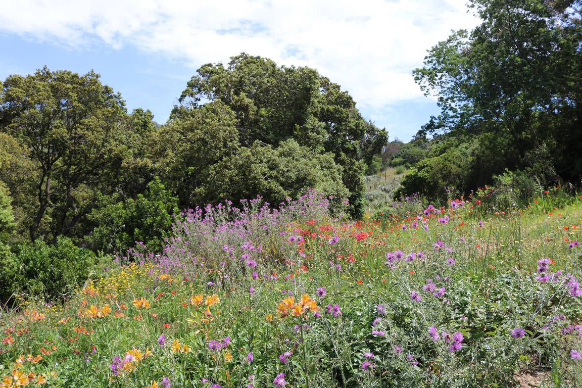 En ce moment au Jardin : des fleurs de toutes les couleurs !