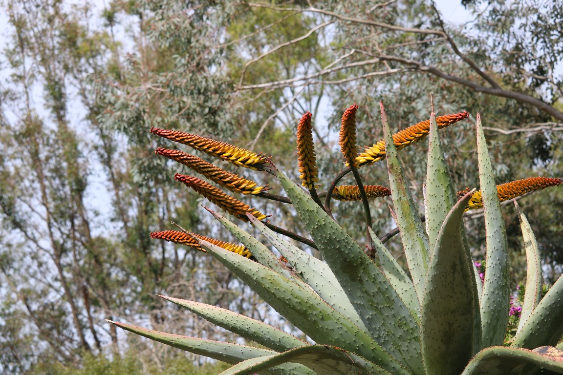 La plante du mois : Aloe marlothii