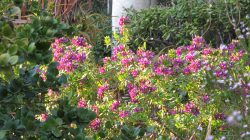 Polygala, jardin d’Afrique du Sud 