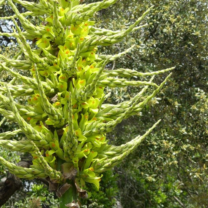 Début de la floraison spectaculaire des Puya chilensis
