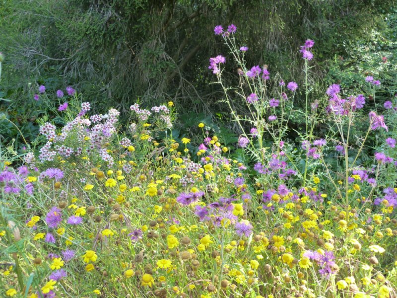 En ce moment au Jardin : la biodiversité se cache dans les herbes folles