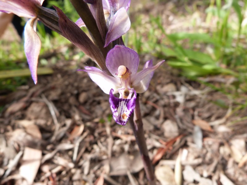 La plante du mois : Limodorum abortivum