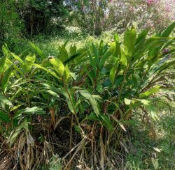 Longues tiges et feuillage de l'Alpinia zerumbet