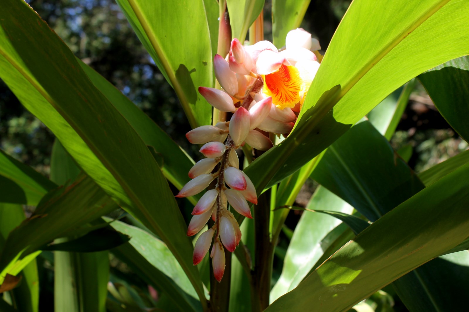 La plante du mois : Alpinia zerumbet