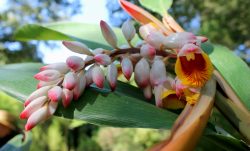 Fleurs d'Alpinia zerumbet