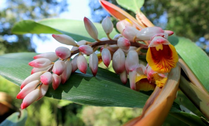 Fleurs d'Alpinia zerumbet