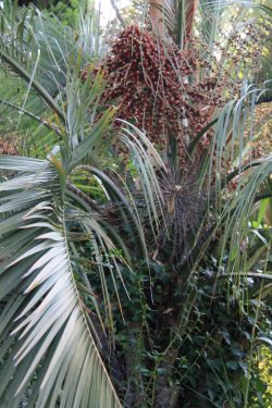 Butia capitata