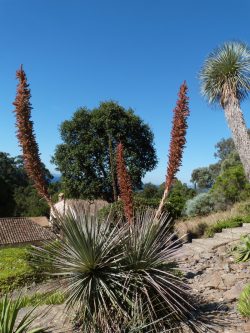 Dasylirion glaucophyllum
