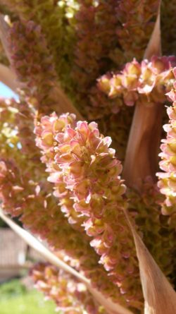 Fleurs de Dasylirion glaucophyllum