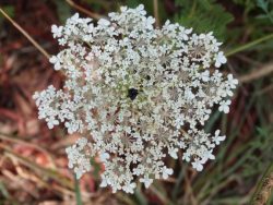 Daucus carota