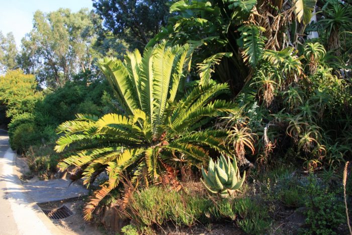 Encephalartos