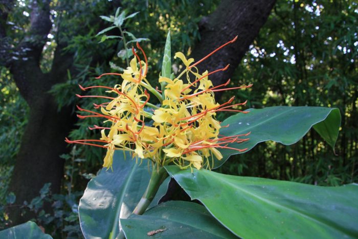 Hedychium gardnerianum