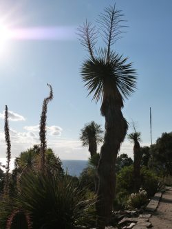 Jardin d'Amérique aride